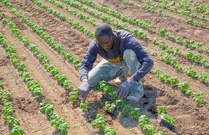 
          L’agriculture pour l’émergence de l’Afrique. 