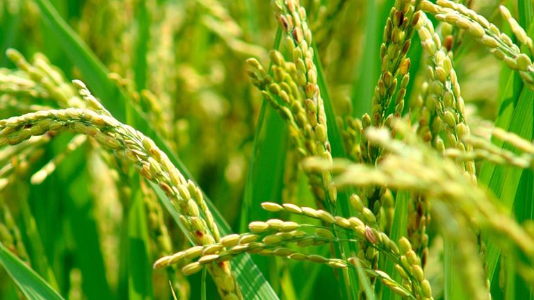 
          Investissement Agricole. 