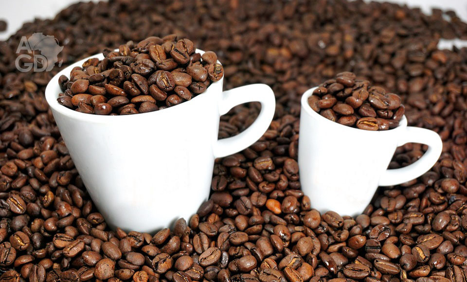 
          Caféiculture