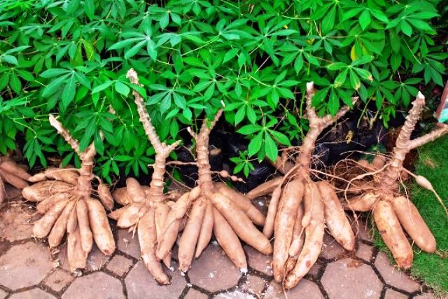
          Agriculture en Afrique 