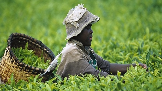 
          L’agriculture en Afrique 
