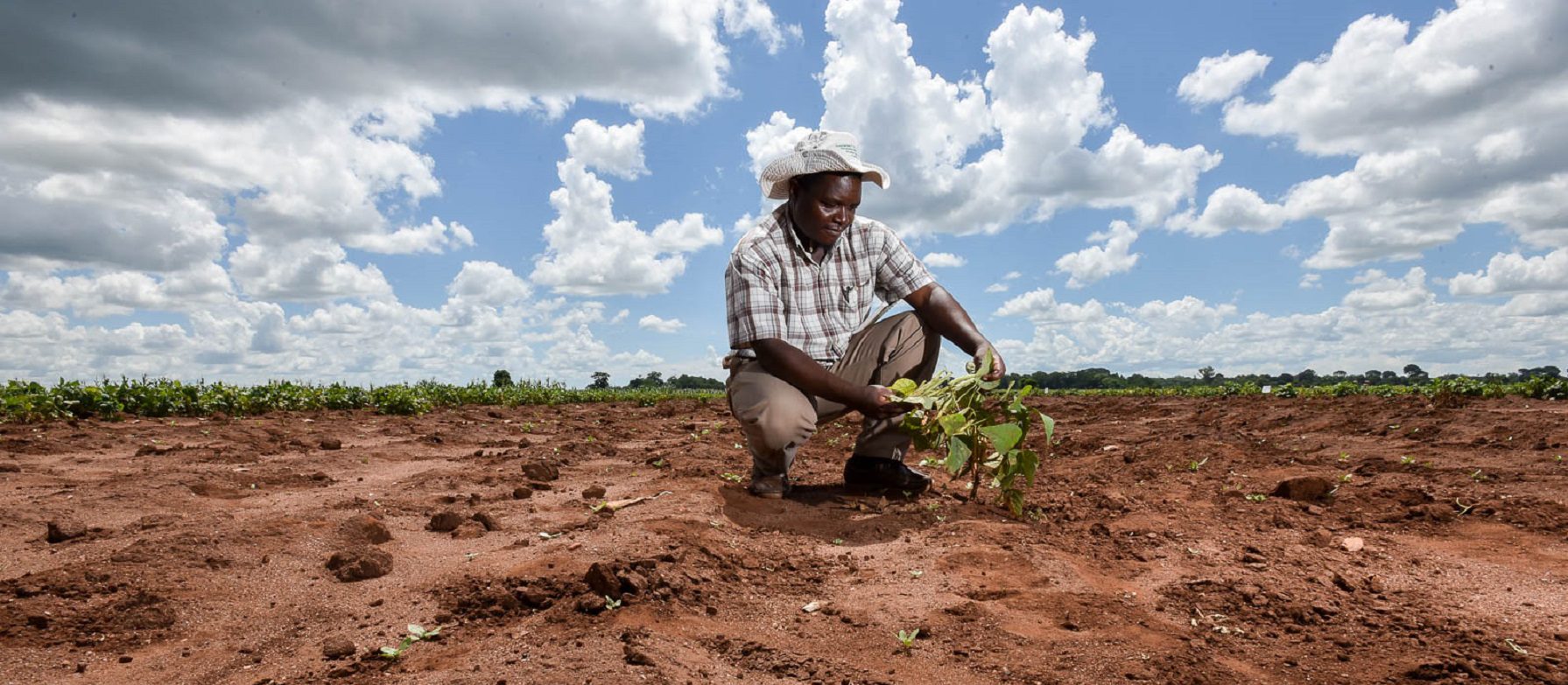 
          Changement climatique et agriculture 