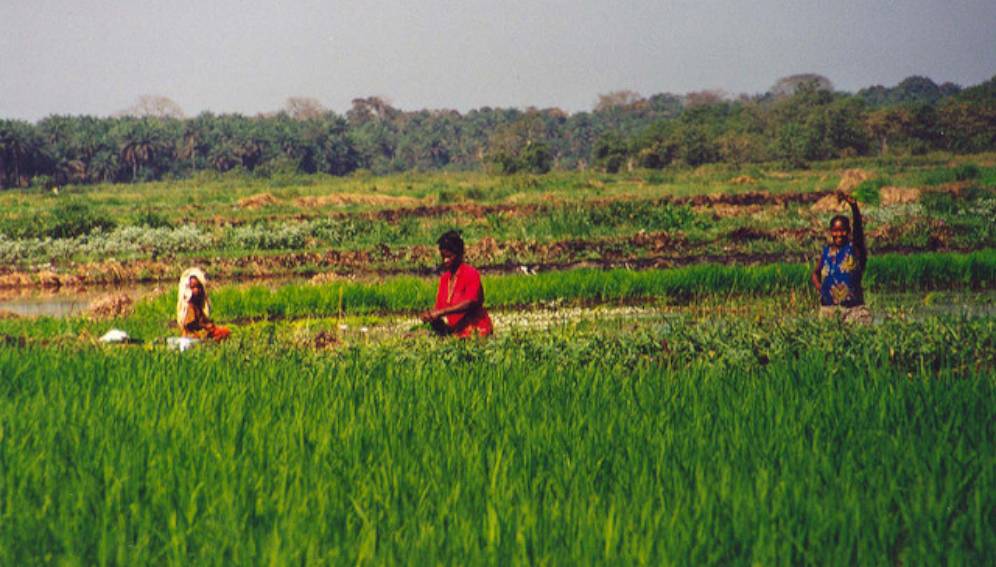
          Changement climatique et agriculture 