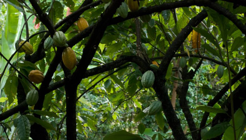 
          Changement climatique et cacao