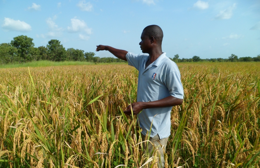
          Développement agricole