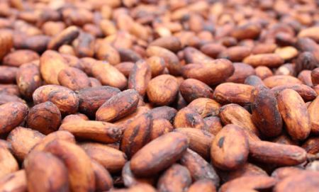 
          Le cacao au Ghana