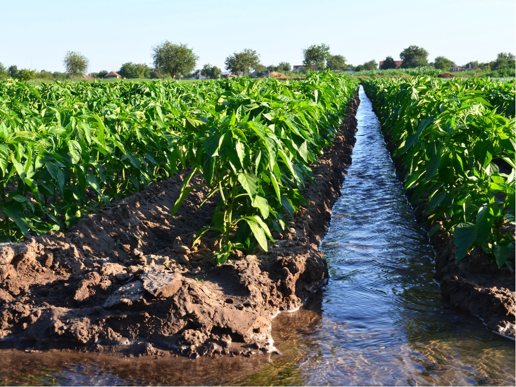 
          Projet agricole d’irrigation 