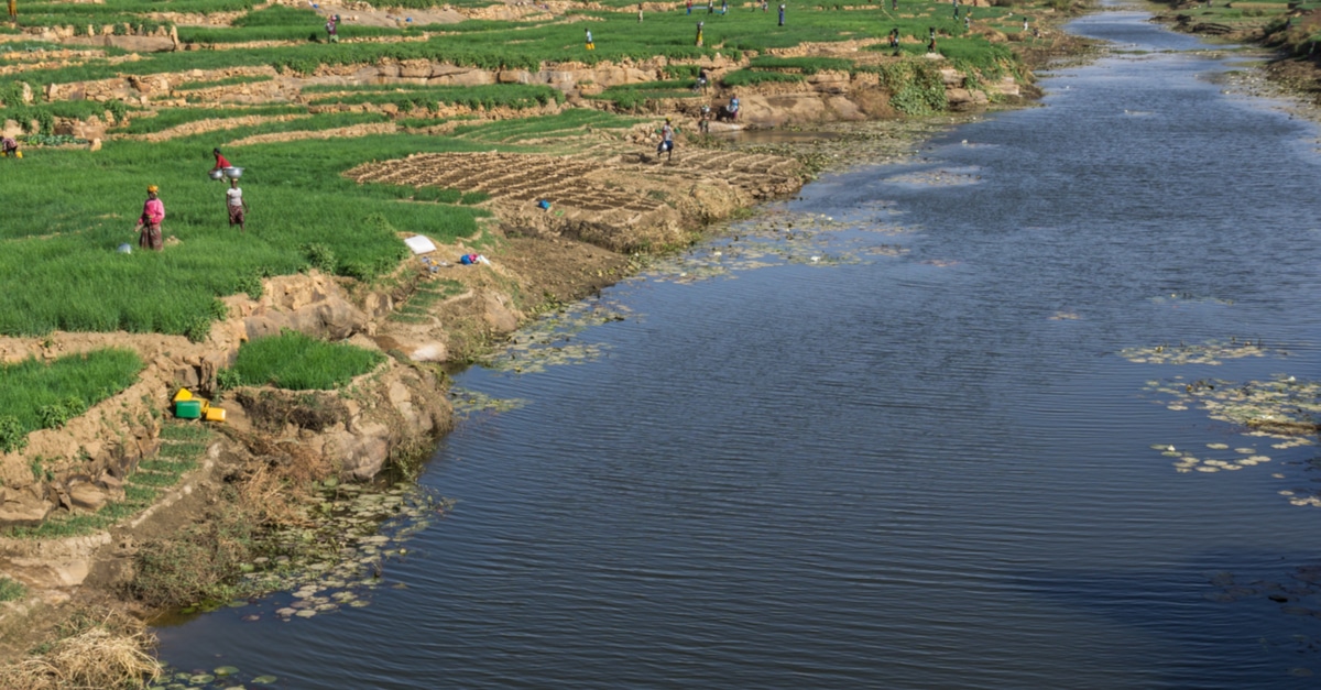
          L’agriculture en Afrique 