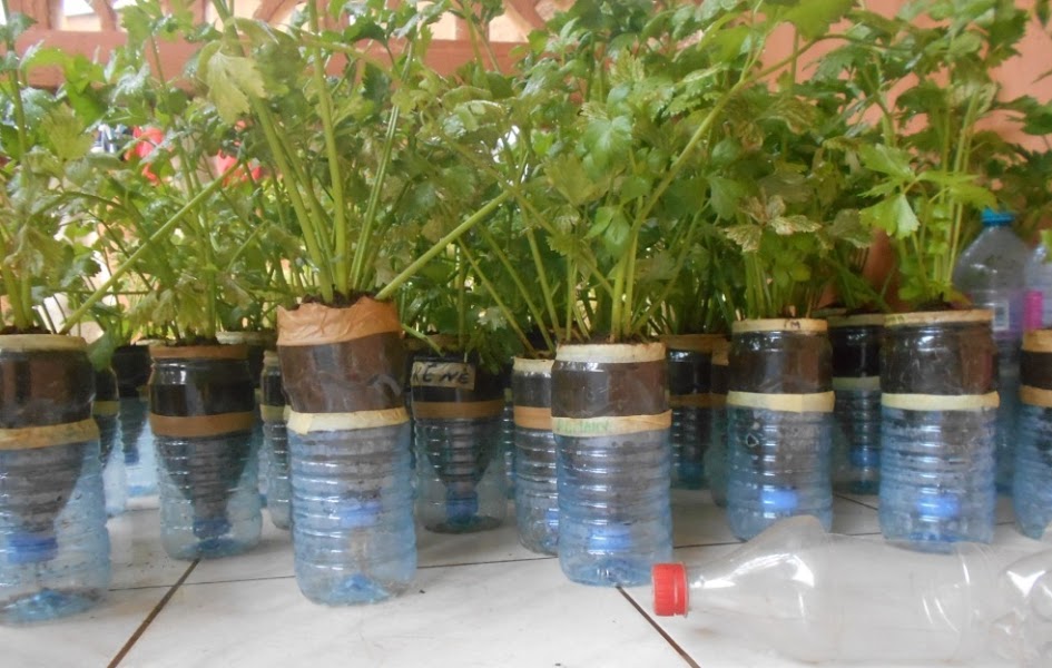 
          L’agriculture urbaine, bio