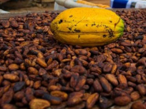 
          Le cacao