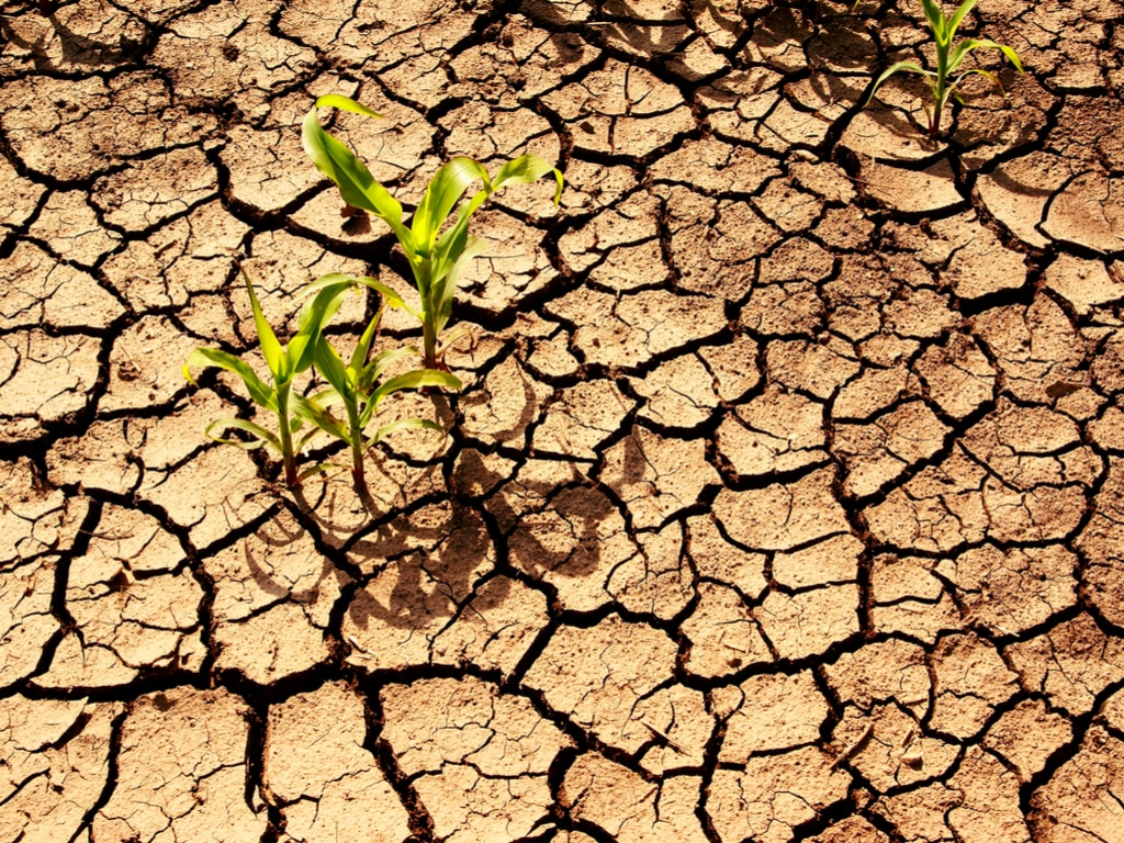 
          Les sols africains 