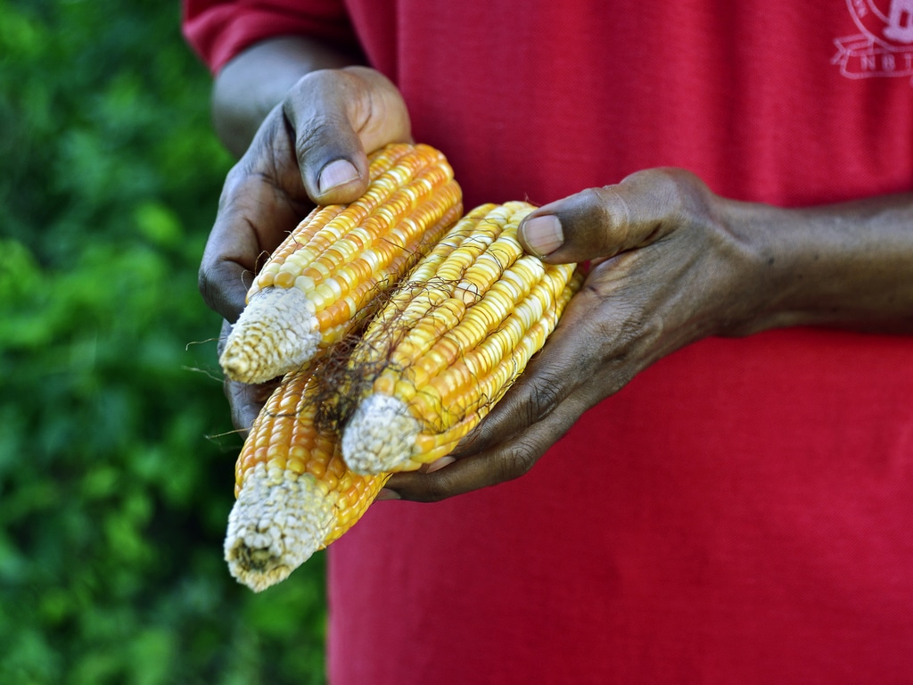 
          Agroécologie