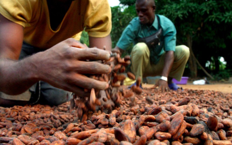 
          Le cacao
