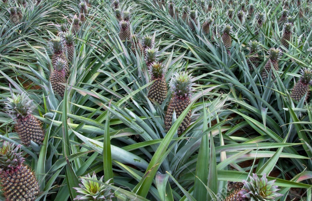 
          L’ananas