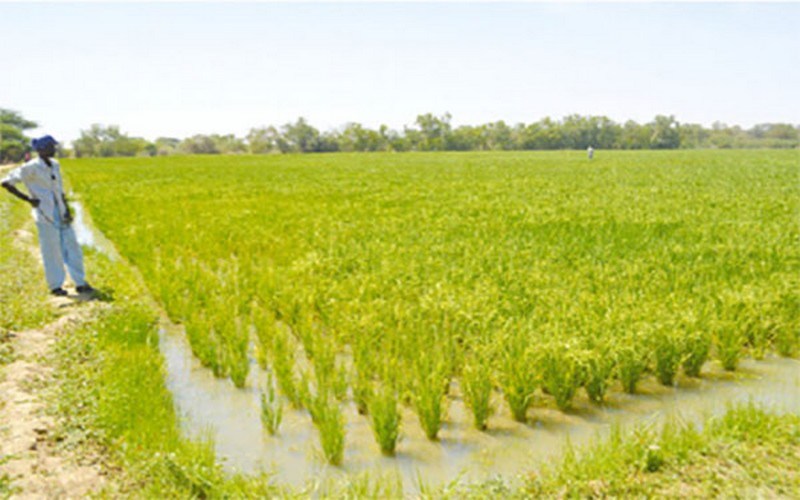 
          Financement  agricole