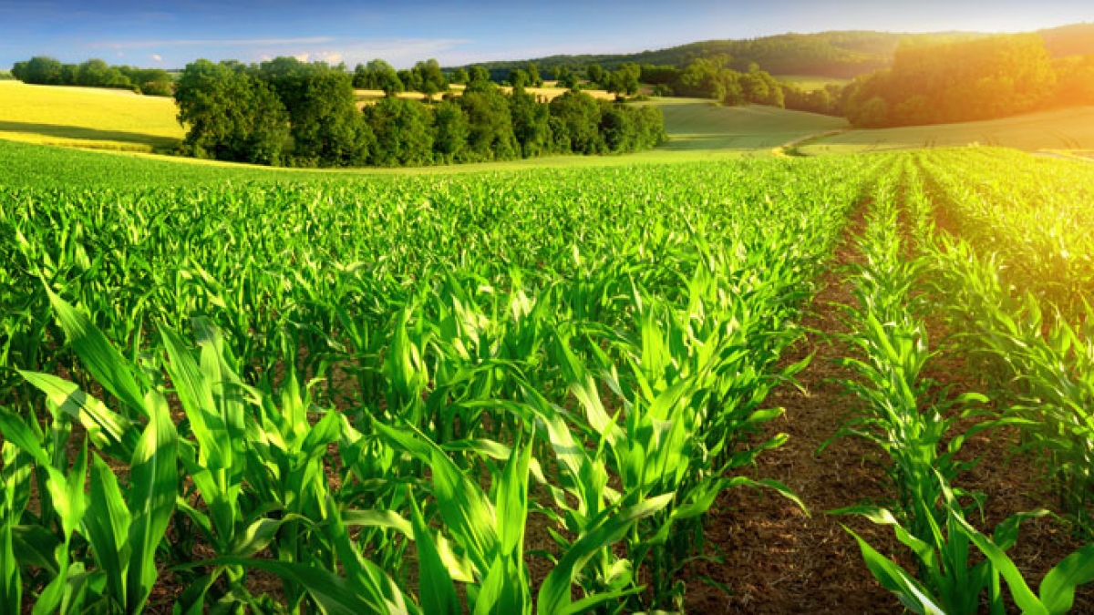 
          Les données agricole