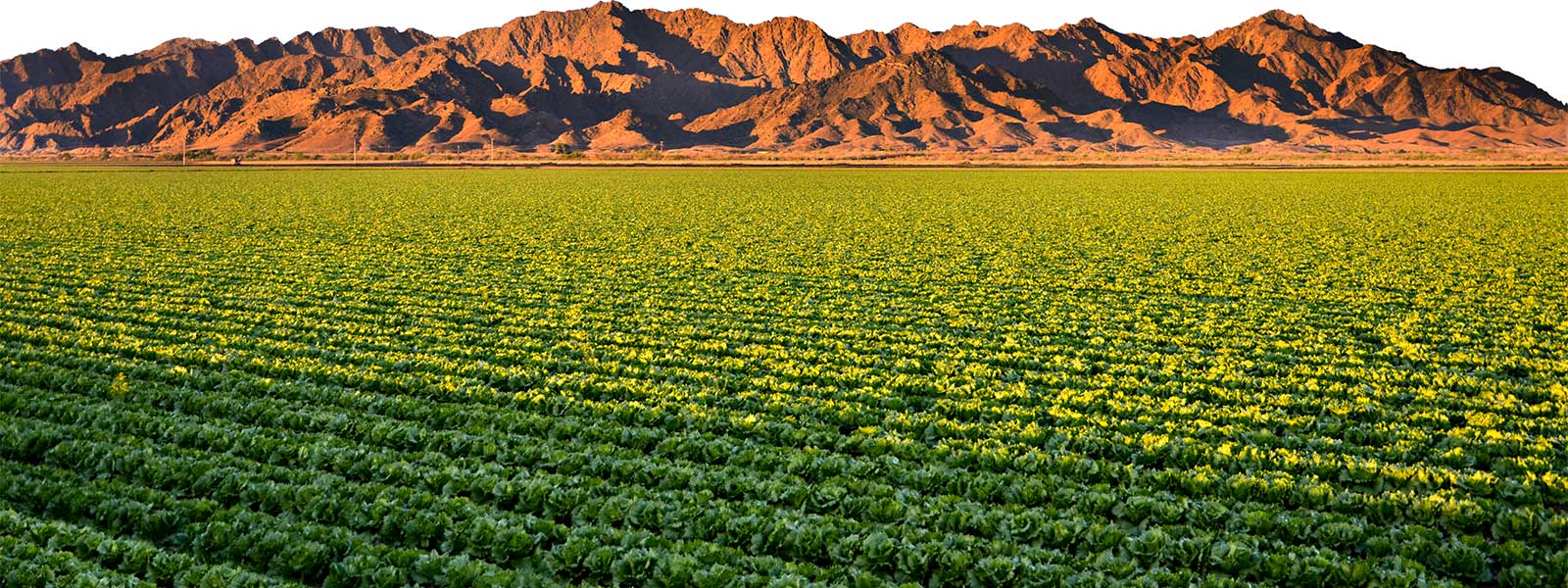 
          Technologie et agriculture 