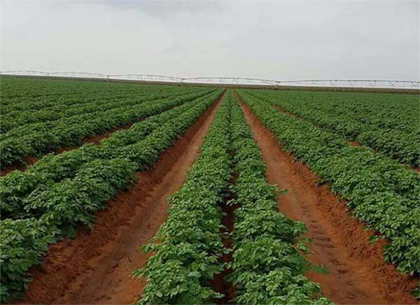 
          Investissement agricole 
