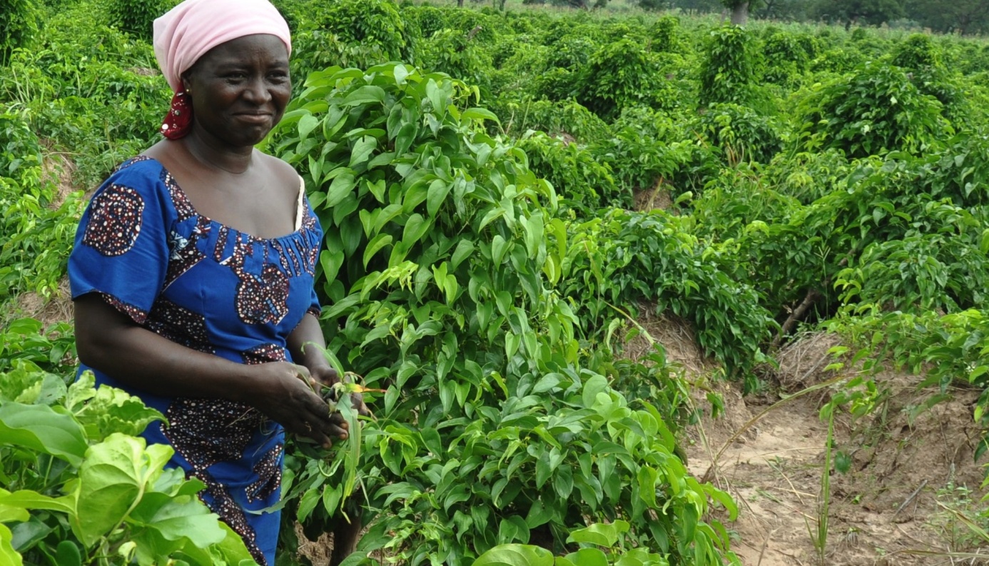 
          L’agriculture au Nigeria