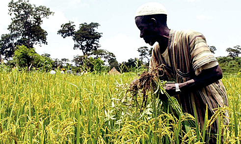 
          L’entrepreneuriat agricole 