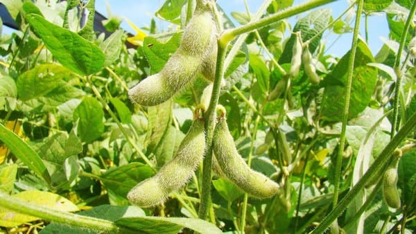 
          La Chronique Matières premières agricoles