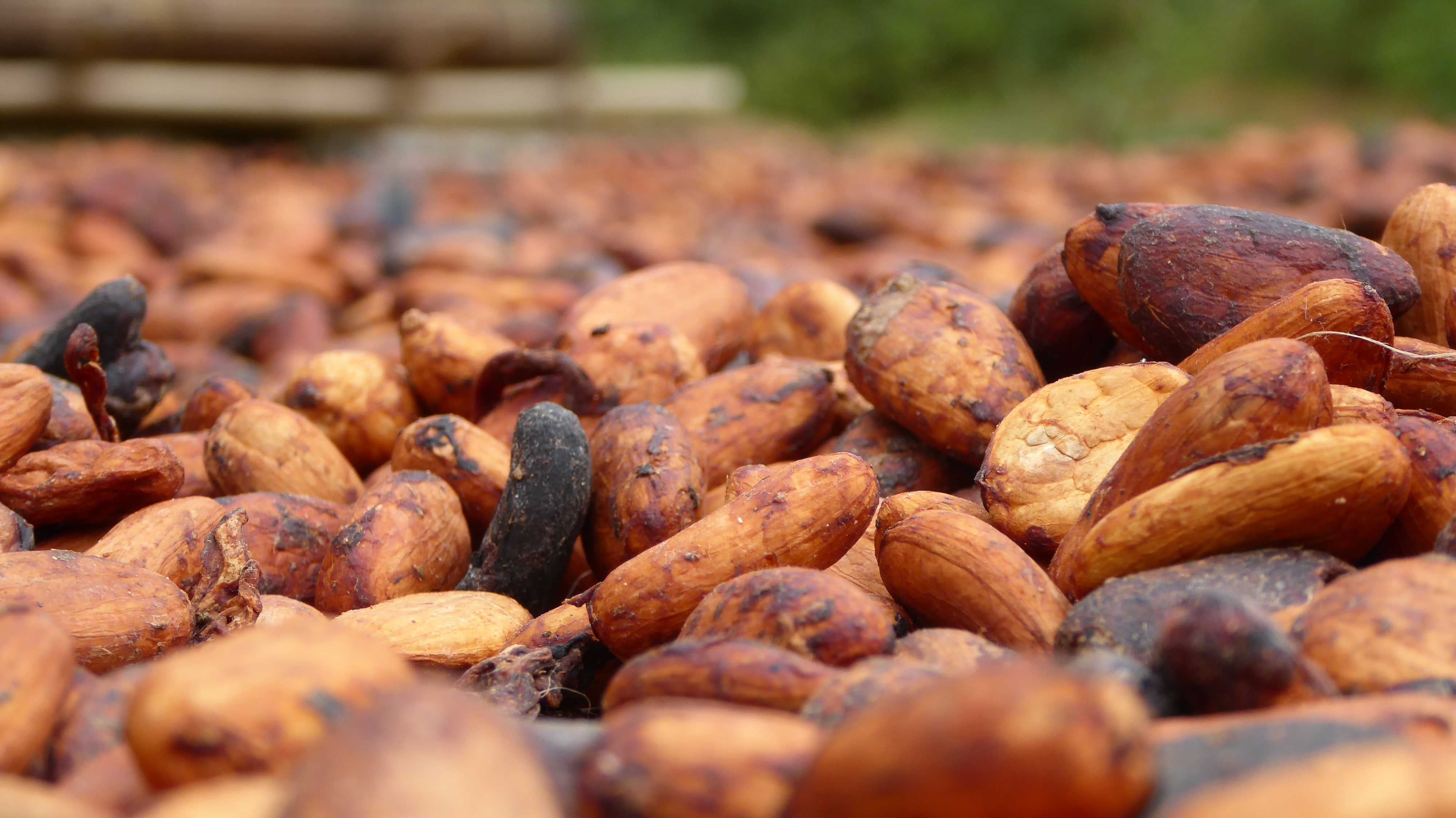 
          Exportation de cacao
