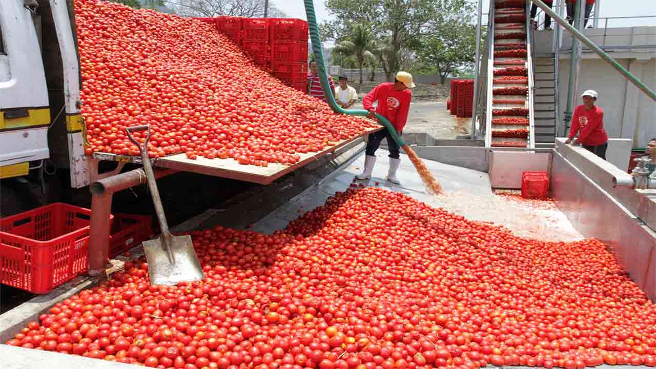 
          Production de tomate 