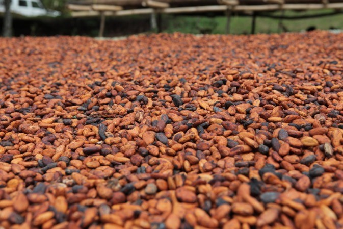 
          Le cacao