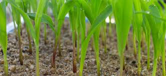 
          Les intrants agricoles 