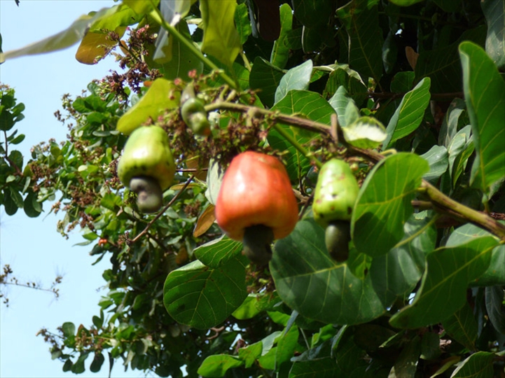 
          L’anacarde 