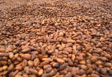 
          Le cacao