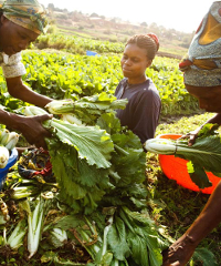 
          L’agriculture en Afrique 
