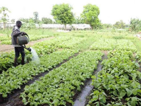
          Projet agricole 