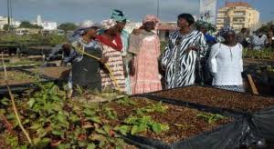 
          L'agriculture urbaine 