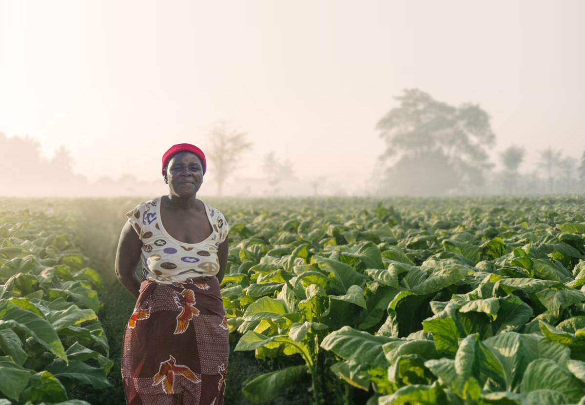 
          Agriculture en Afrique 