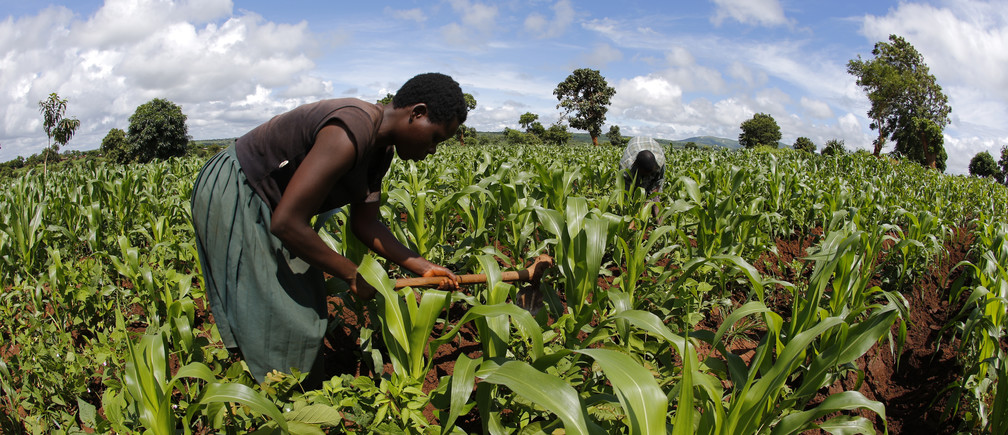
          Agriculture en Afrique 