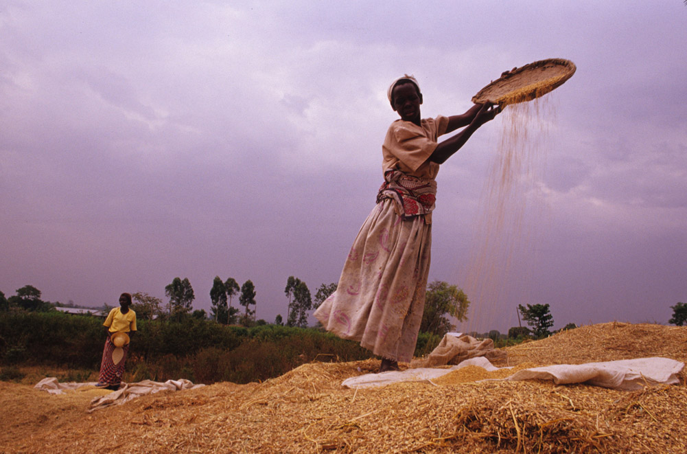 
          Agriculture en Afrique 