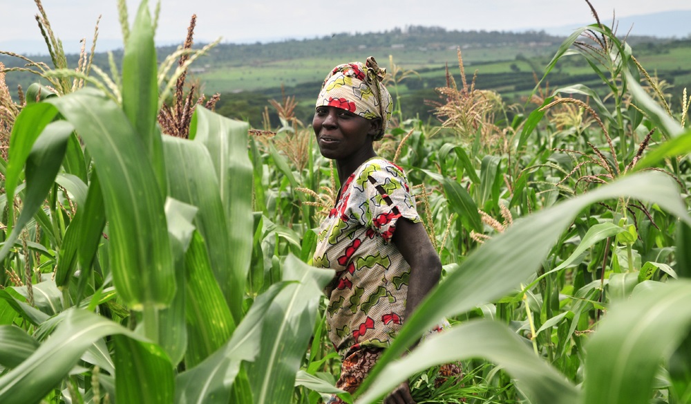 
          L’agriculture en Afrique
