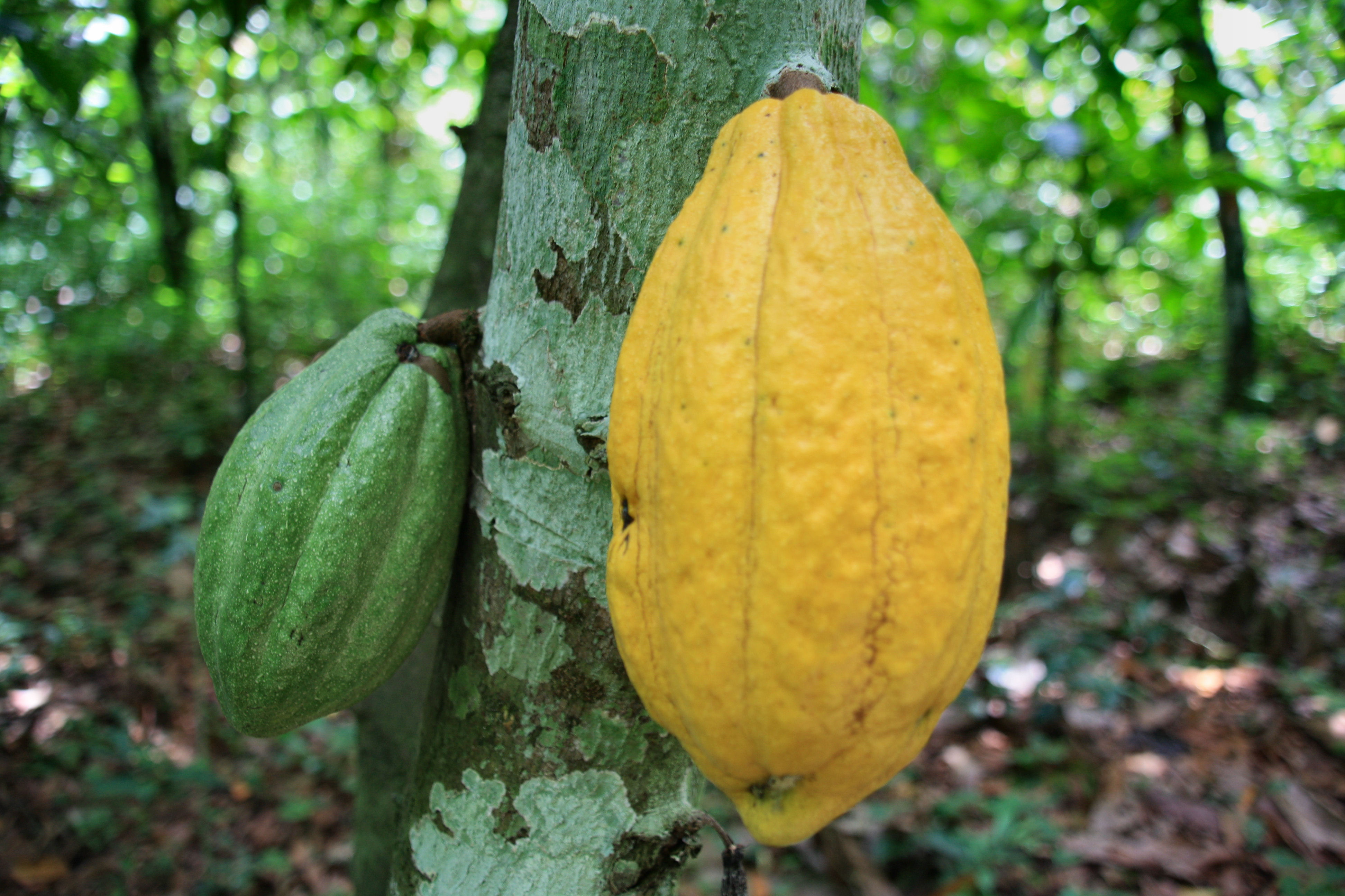 
          Le cacao