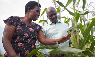 
          L’agriculture en Afrique 