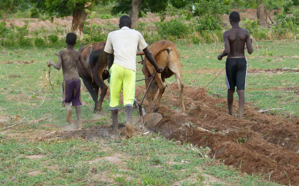 
          Mécanisation agricole