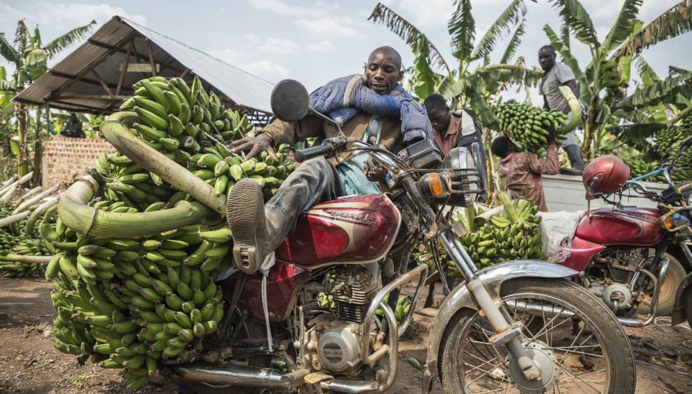
          Jeunesse et agriculture en Afrique 