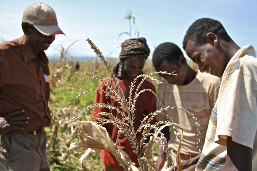 
          L’agriculture en Afrique