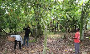 
          La filière cacao