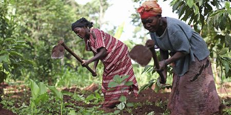 
          Femme et agriculture 