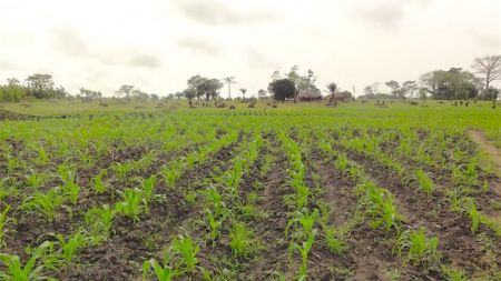 
          Terre agricole