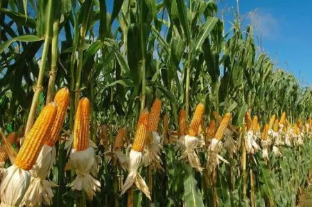 
          Production des céréales 