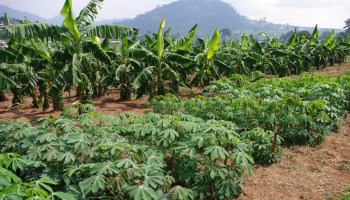 
          L’Agriculture en Afrique 