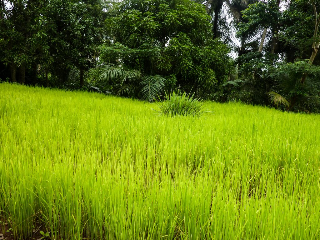 
          Financement agricole 