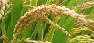 
          Nouvelle variété de riz 